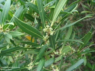 Phillyrea angustifolia