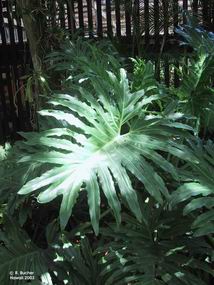 Philodendron bipinnatifidum