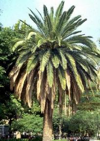 Phoenix canariensis