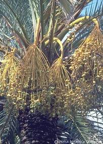 Phoenix dactylifera
