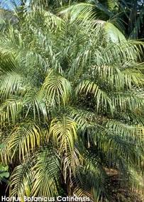 Phoenix roebelenii