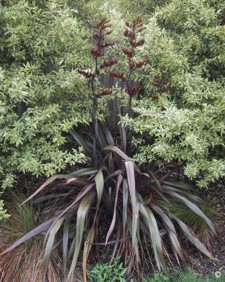 Phormium tenax 'bronze'