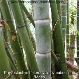 Phyllostachys heterocycla f. pubescens