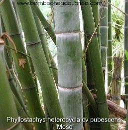 Phyllostachys heterocycla f. pubescens