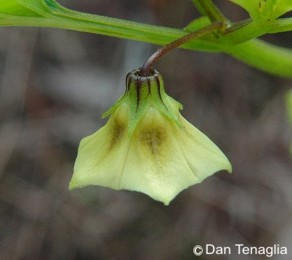 Physalis angulata