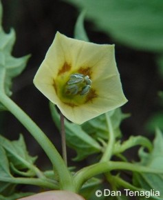 Physalis angulata