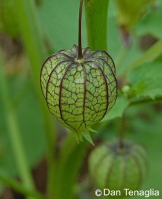 Physalis angulata