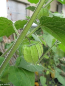 Physalis peruviana