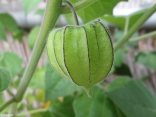 Physalis peruviana