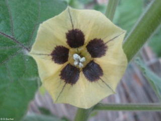 Physalis peruviana