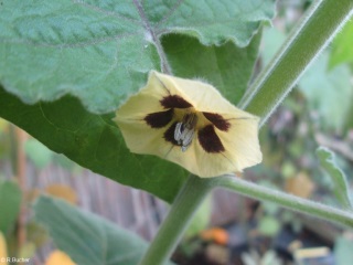 Physalis peruviana