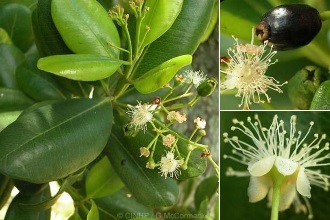 Pimenta racemosa