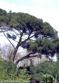 Pinus pinea 
