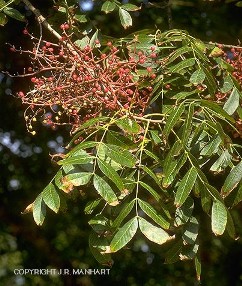 Pistacia chinensis 