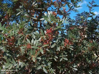 Pistacia lentiscus