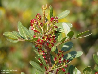 Pistacia lentiscus