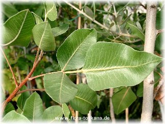 Pistacia vera