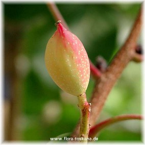 Pistacia vera