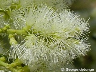 Pithecellobium flexicaule 