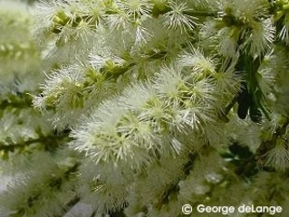 Pithecellobium flexicaule 