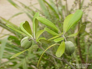 Pittosporum crassifolium