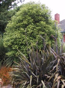 Pittosporum eugenioides