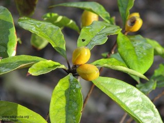 Pittosporum revolutum