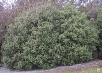 Pittosporum tenuifolium