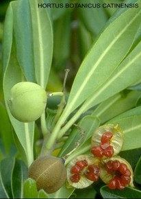 Pittosporum tobira