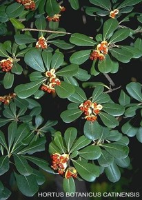 Pittosporum tobira