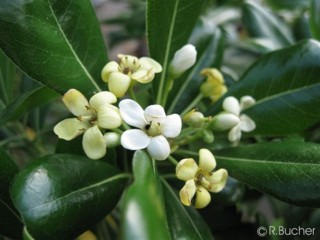 Pittosporum tobira
