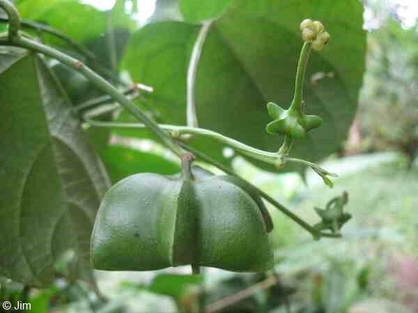 Exotische Nutz und Zierpflanzen volubilis