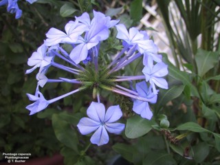 Plumbago auriculata