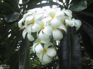 Plumeria obtusa 'Singapore'
