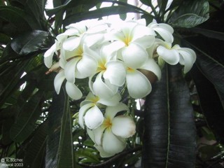 Plumeria obtusa