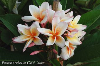 Plumeria rubra cv. 'Coral Cream'