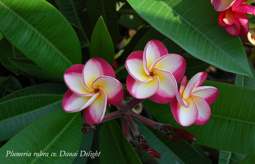 Exotische Nutz und Zierpflanzen Plumeria rubra cv