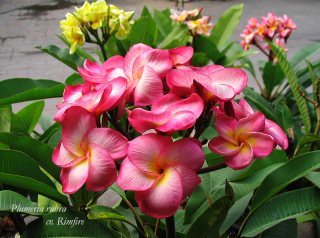 Plumeria rubra cv. 'Rimfire'