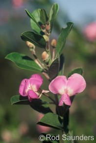 Podalyria calyptrata 