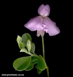 Podalyria calyptrata 