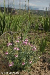 Podalyria myrtillifolia