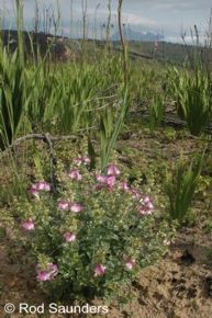 Podalyria myrtillifolia