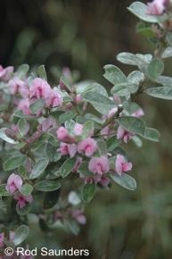 Podalyria sericea