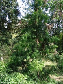 Podocarpus gracilior