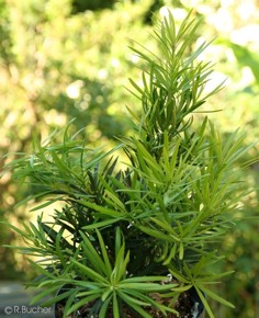Podocarpus macrophyllus