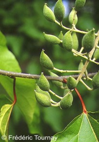 Poliothyrsis sinensis 
