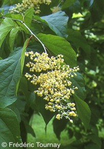 Poliothyrsis sinensis 