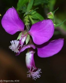 Polygala myrtifolia