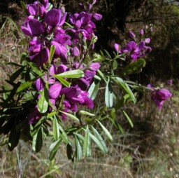 Polygala virgata