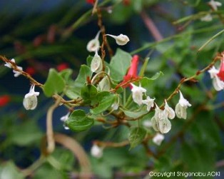 Polygonum aubertii